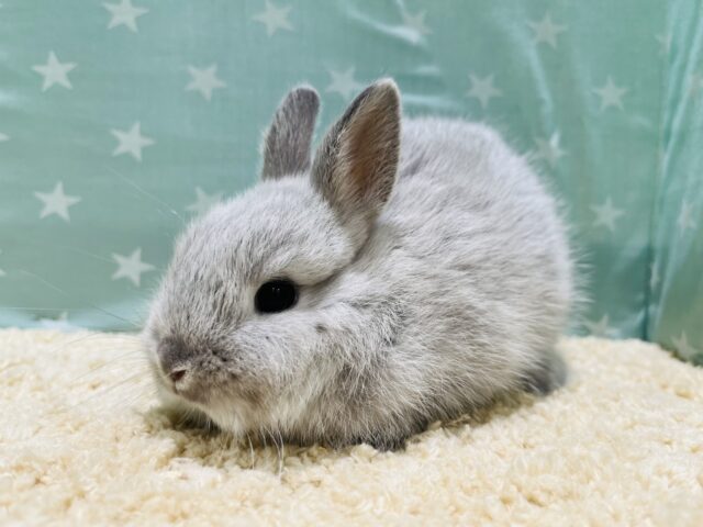 ネザーランドドワーフ