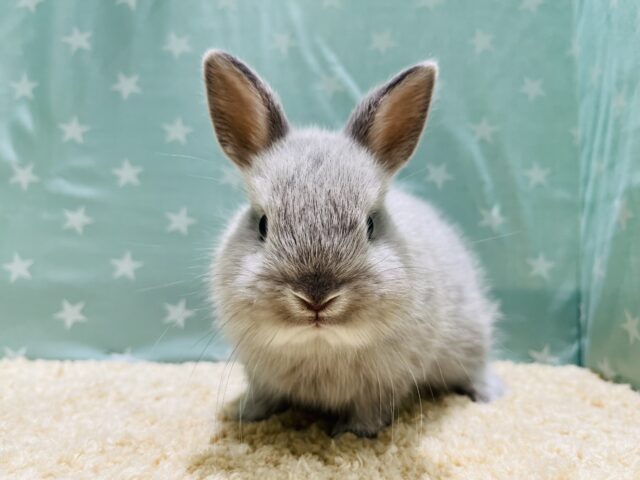 ネザーランドドワーフ