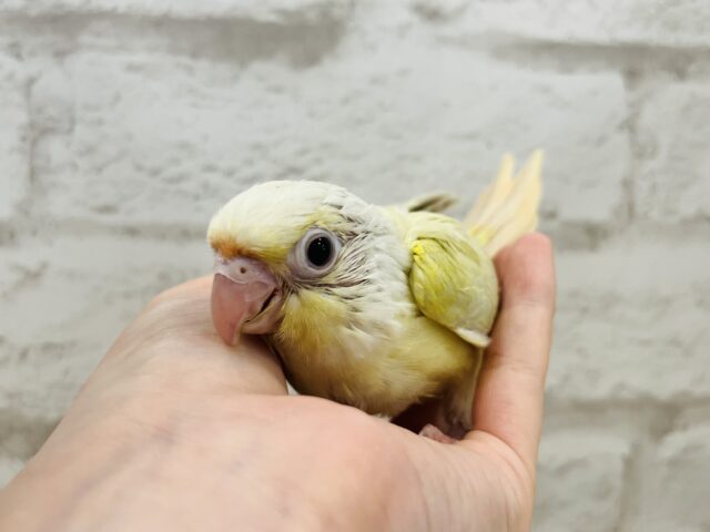 ホオミドリウロコインコ