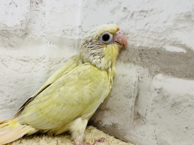 ホオミドリウロコインコ