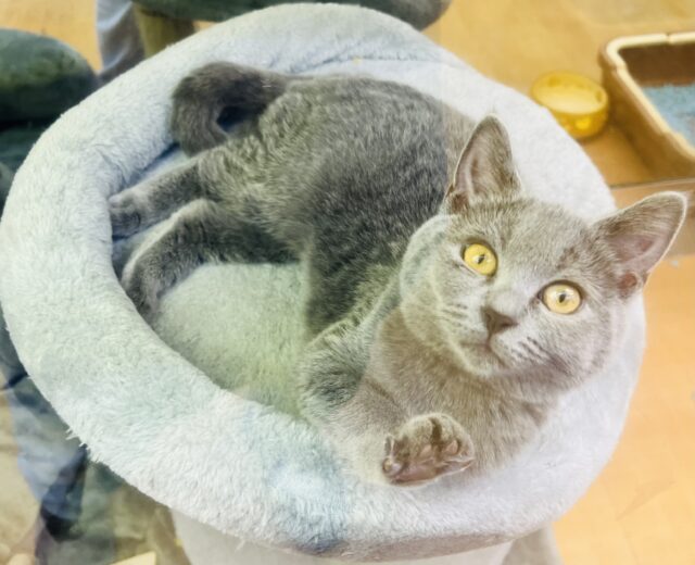 シャルトリュー