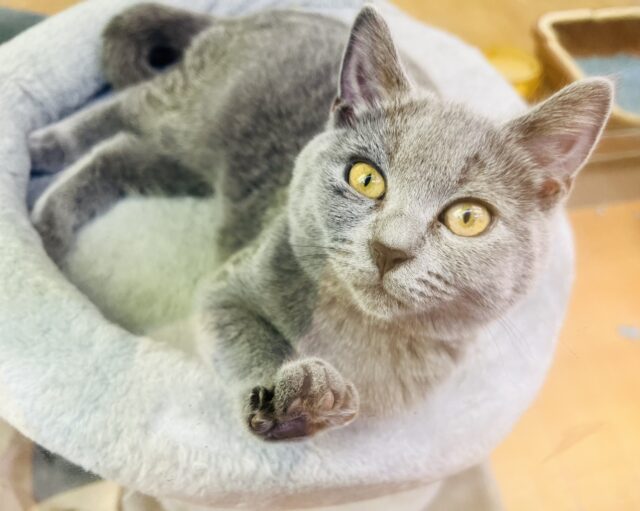 シャルトリュー