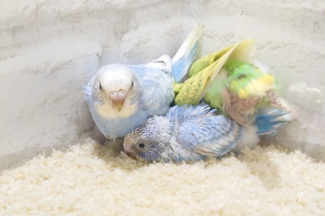 セキセイインコ