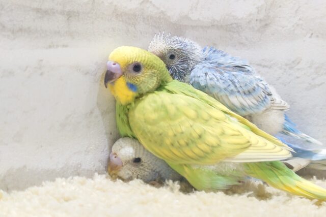 セキセイインコ