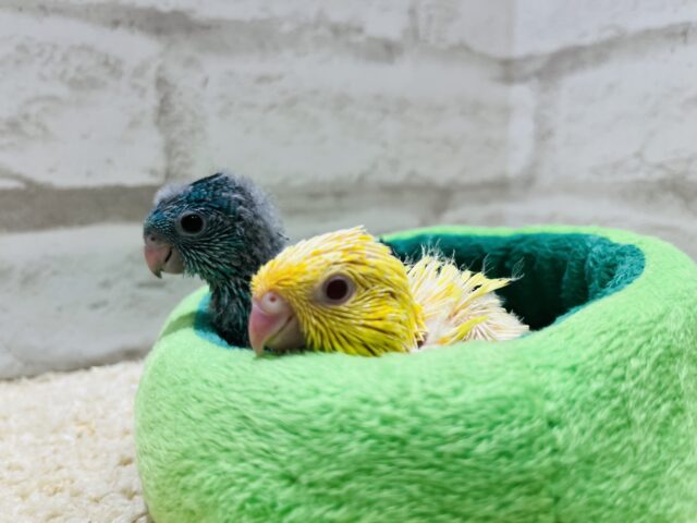 サザナミインコ