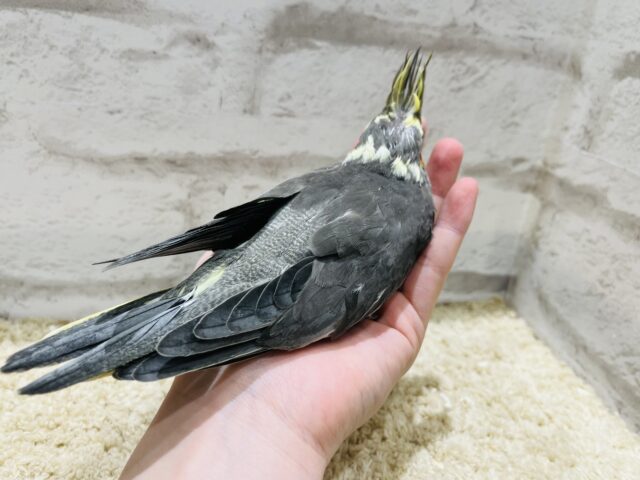 オカメインコ