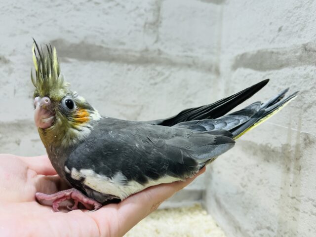 オカメインコ