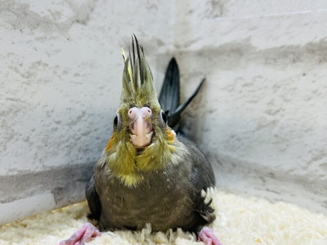 オカメインコ