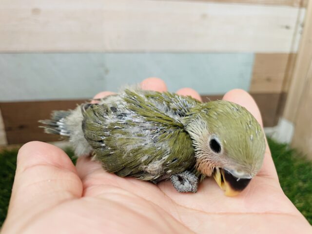 コザクラインコ（小桜インコ）