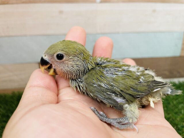 コザクラインコ（小桜インコ）