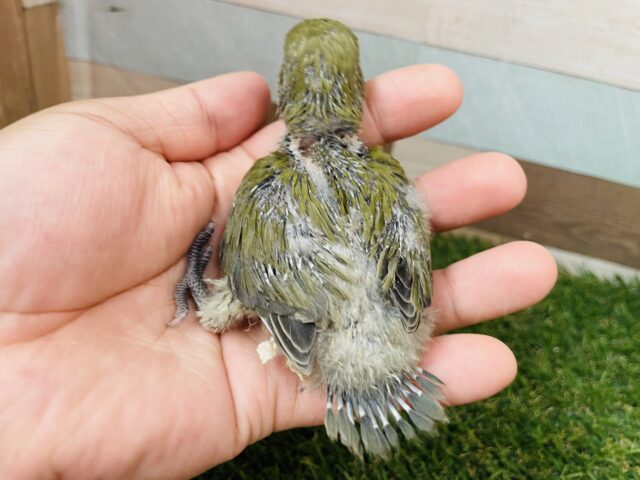 コザクラインコ（小桜インコ）