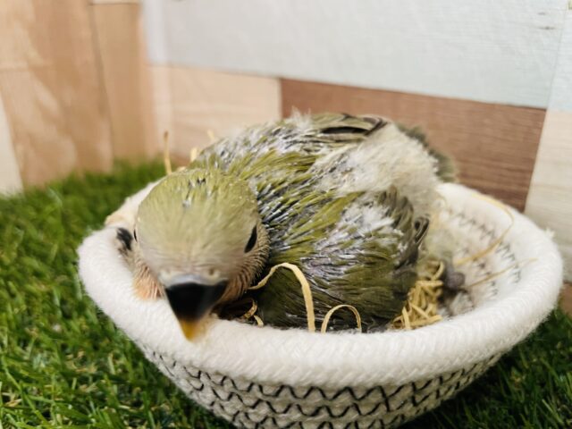 コザクラインコ（小桜インコ）