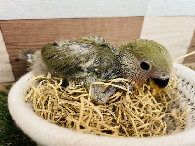 コザクラインコ（小桜インコ）