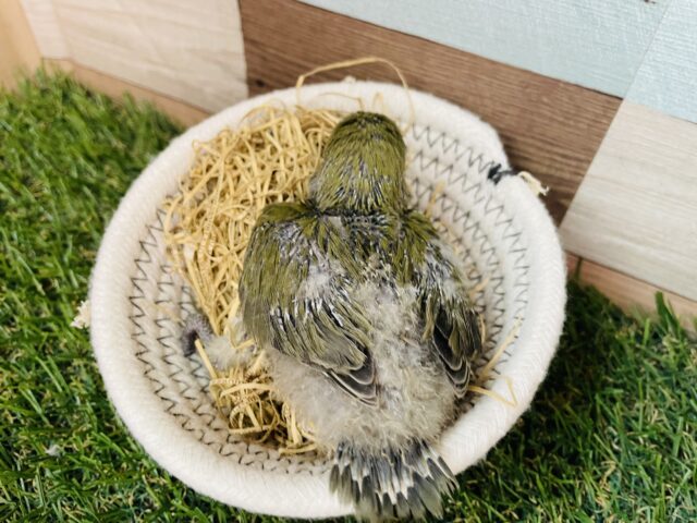 コザクラインコ（小桜インコ）