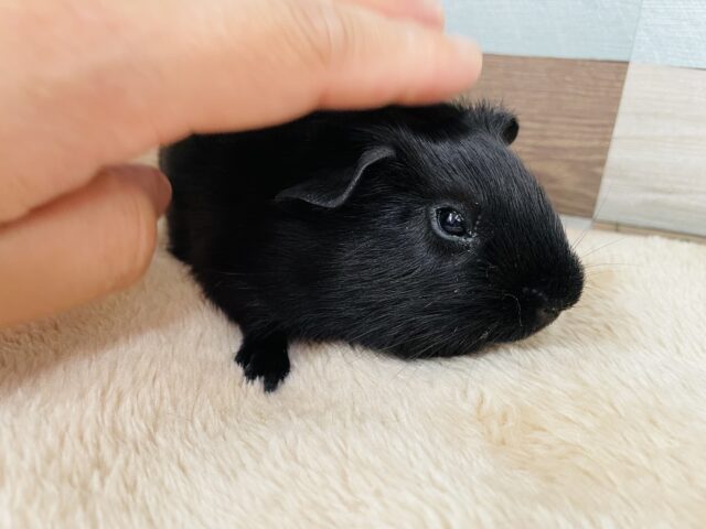 ロシアンモルモット