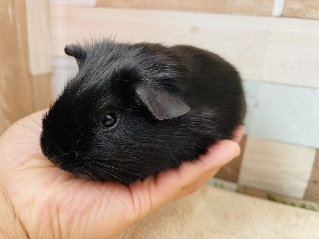 ロシアンモルモット