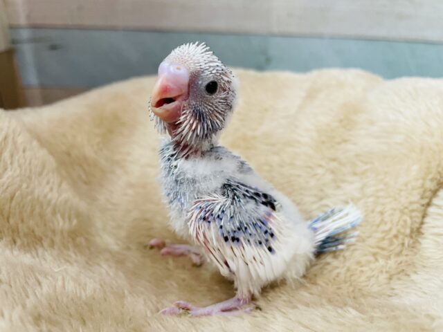 セキセイインコ