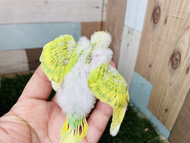 セキセイインコ