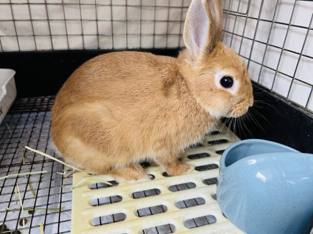 ネザーランドドワーフ