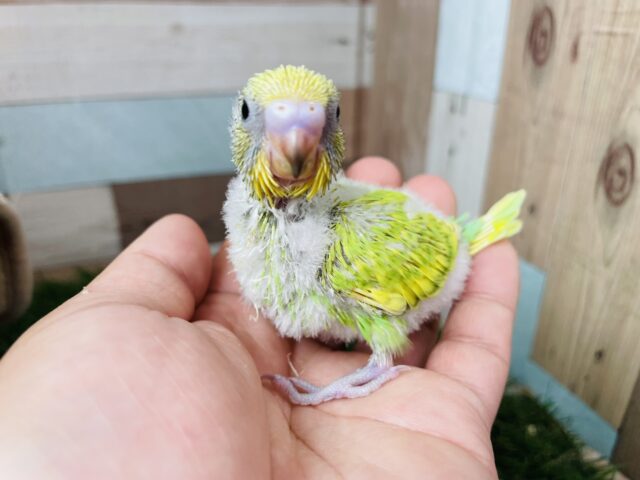 セキセイインコ
