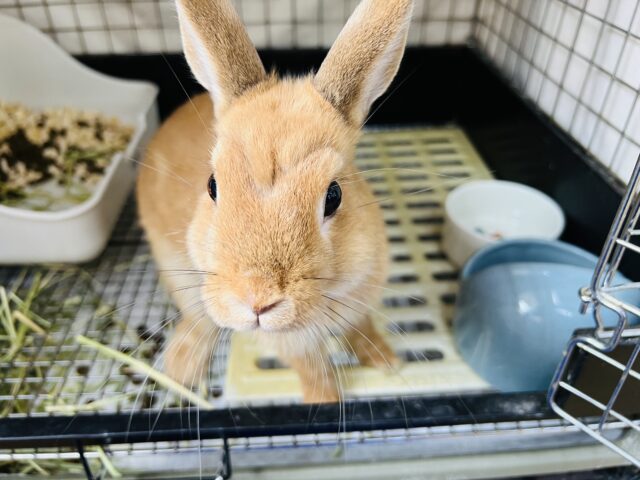 ネザーランドドワーフ