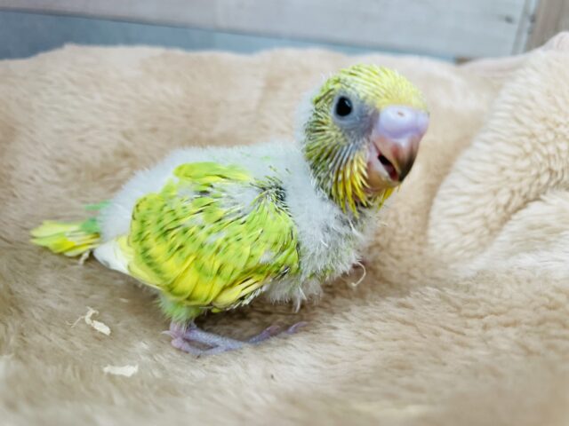 セキセイインコ