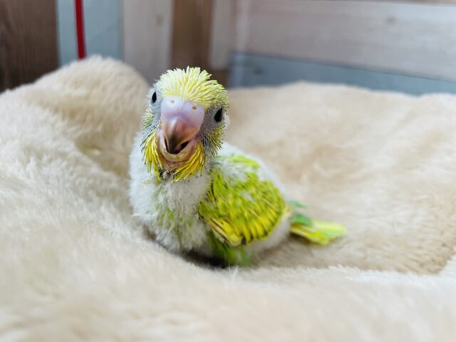 セキセイインコ