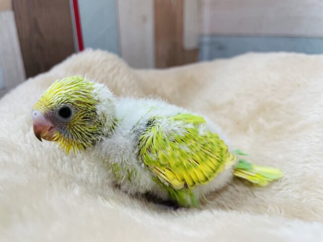 セキセイインコ