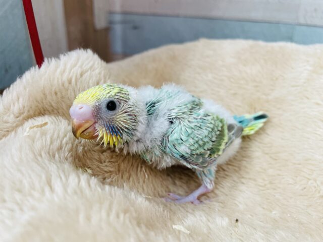 セキセイインコ