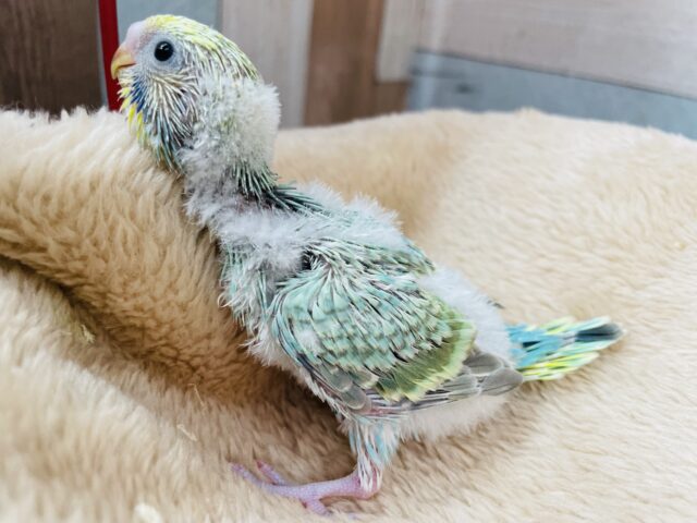 セキセイインコ