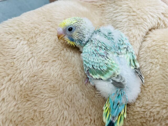 セキセイインコ