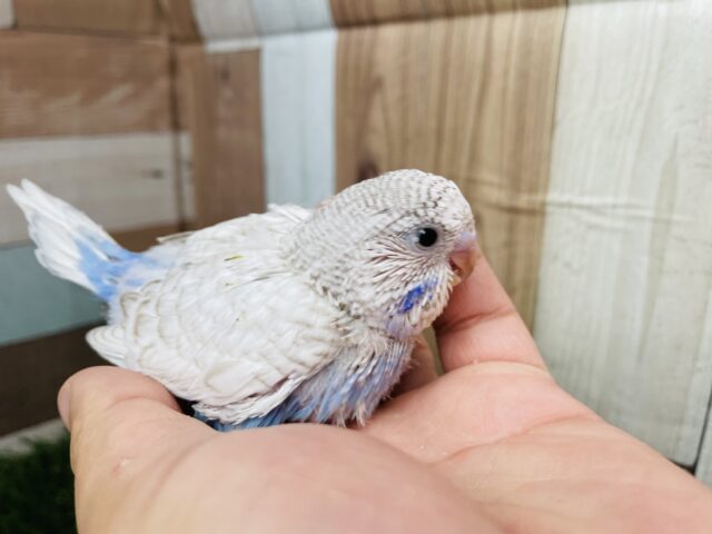 ジャンボセキセイインコ