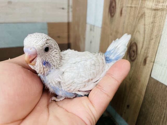 ジャンボセキセイインコ