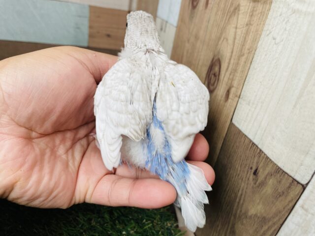 どこまで大きくなれるかな??ジャンボセキセイインコのウイング系!! ジャンボセキセイインコ