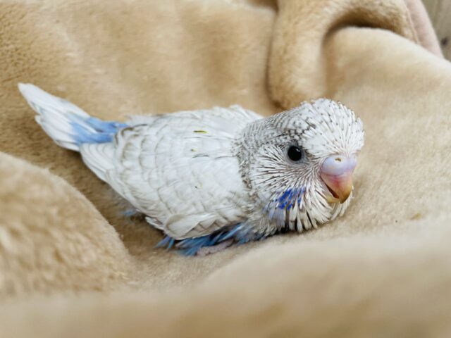 ジャンボセキセイインコ