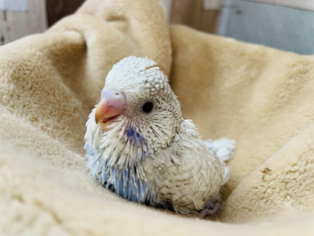 ジャンボセキセイインコ