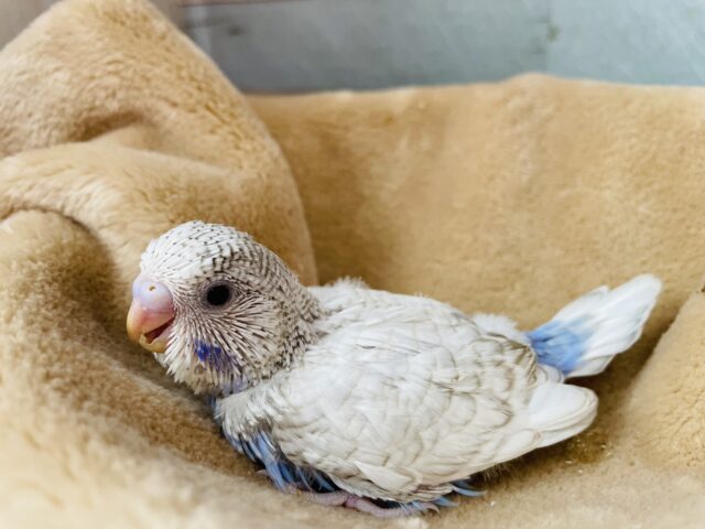 ジャンボセキセイインコ