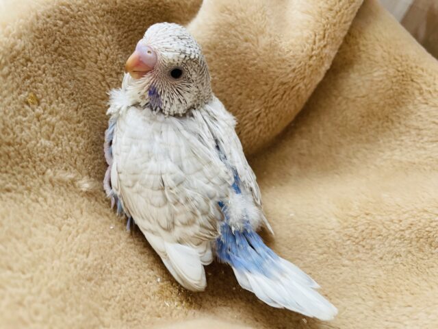 どこまで大きくなれるかな??ジャンボセキセイインコのウイング系!! ジャンボセキセイインコ