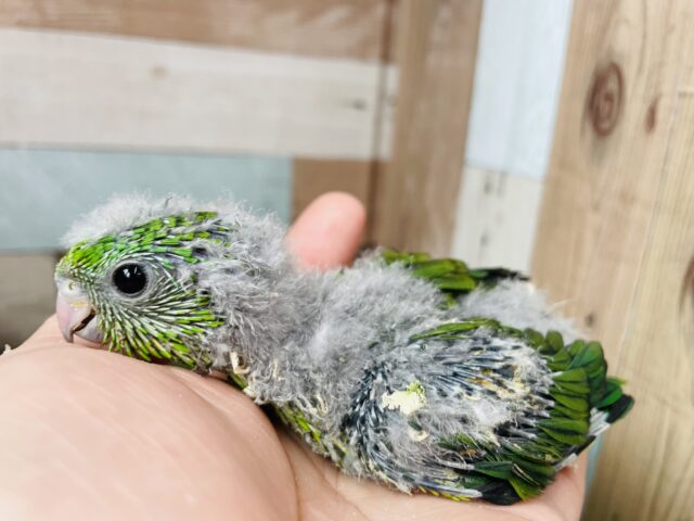 サザナミインコ