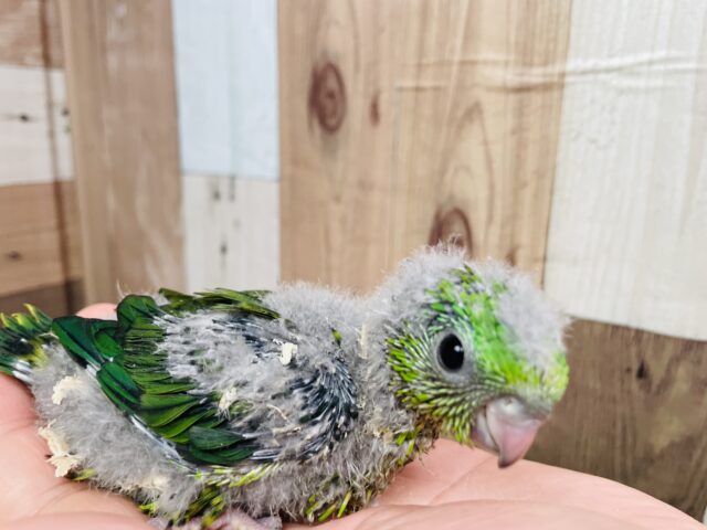 サザナミインコ