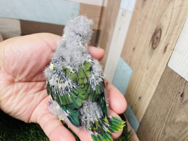 最新画像あります⭐️ヒナ餌卒業❗️鳴き声が可愛すぎるキュルキュルフェイスちゃん🫧サザナミインコのグリーン!! サザナミインコ
