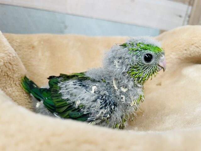 サザナミインコ