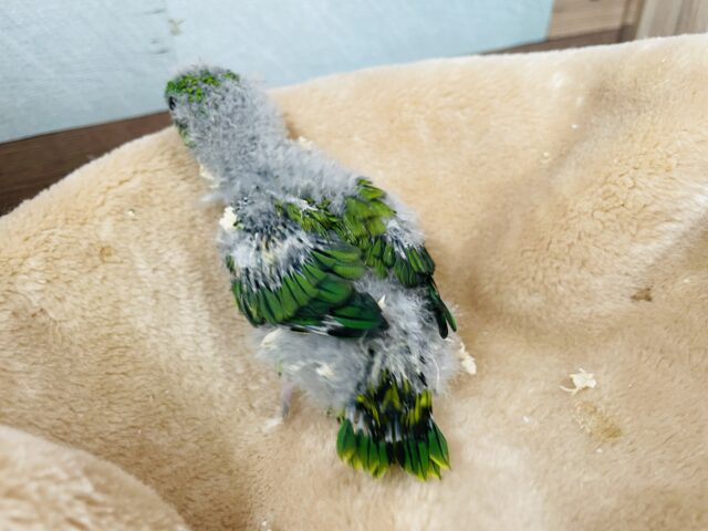 最新画像あります⭐️ヒナ餌卒業❗️鳴き声が可愛すぎるキュルキュルフェイスちゃん🫧サザナミインコのグリーン!! サザナミインコ