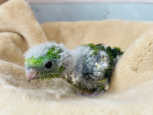 サザナミインコ