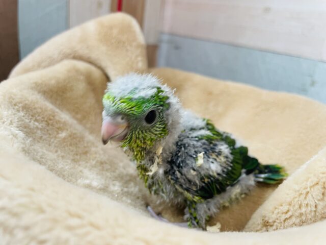 サザナミインコ