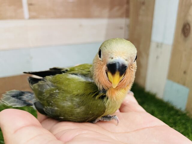 コザクラインコ（小桜インコ）