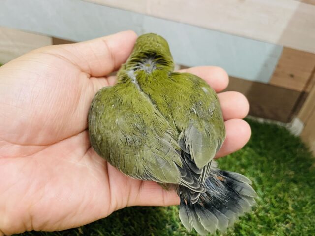 コザクラインコ（小桜インコ）