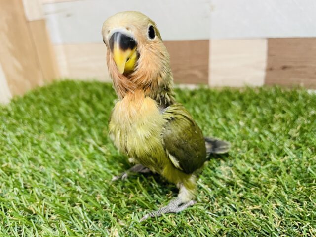 コザクラインコ（小桜インコ）