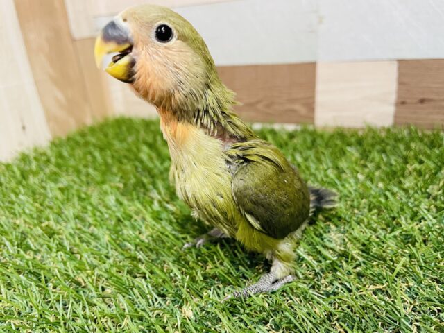コザクラインコ（小桜インコ）