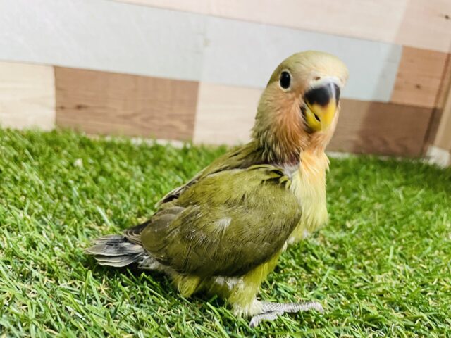 コザクラインコ（小桜インコ）